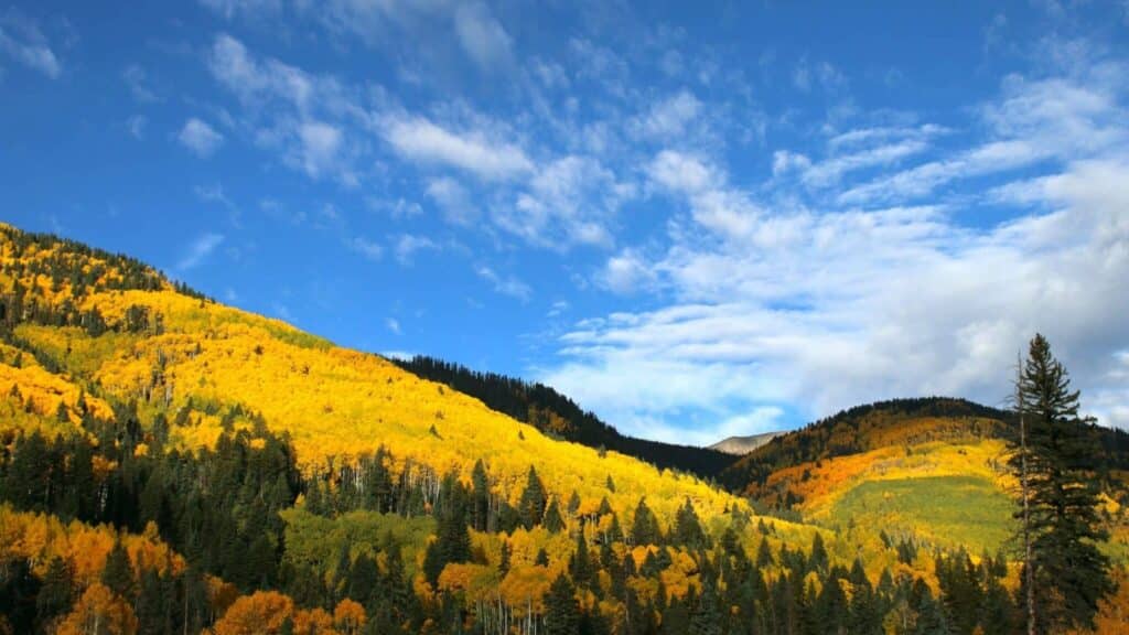 Fall aspens on Coal Bank Pass north of Durango, Colorado